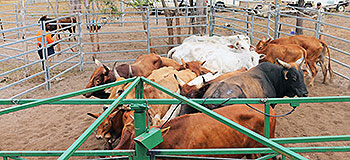 Managing feral cattle off the country